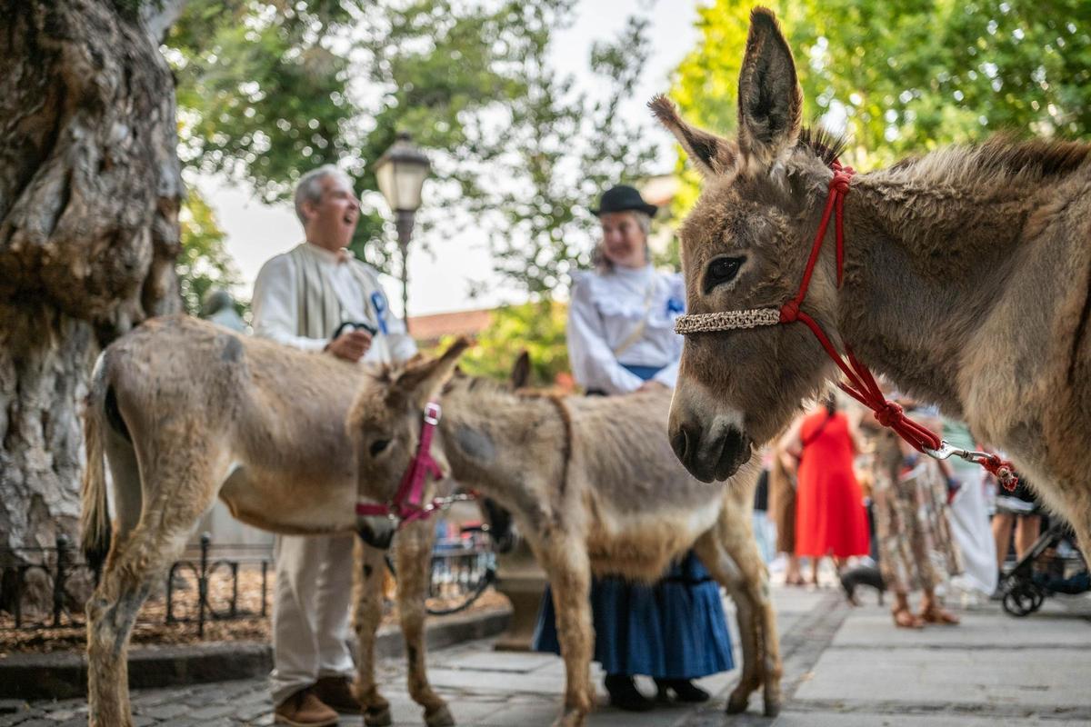 Varios burros durante la Noche de los Burros en La Laguna