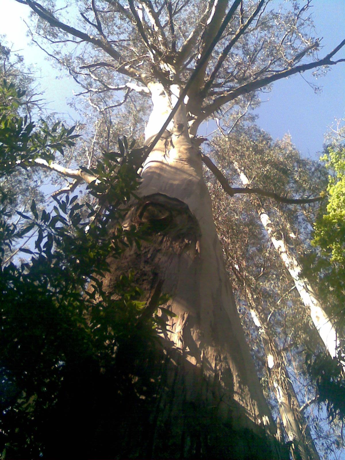 El eucalipto &quot;O Avó&quot; de Chavín, en Viveiro, el más alto, voluminoso y de tronco con mayor perímetro de la Península Ibérica.