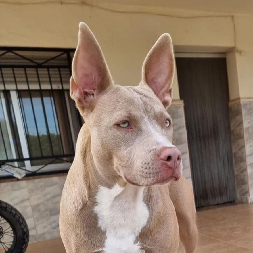 La pitbull desaparecida en Almassora.