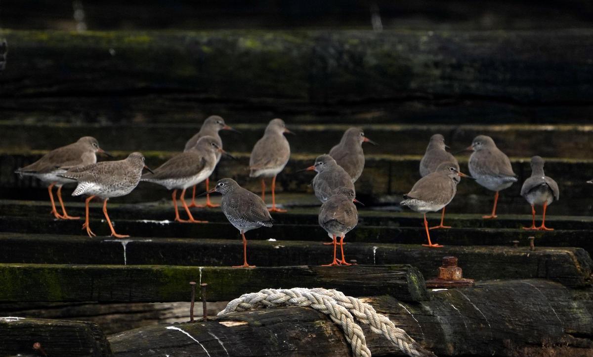 Aves avistadas en la primera expedición del año a bordo del "Chasula". Aves avistadas en la primera expedición del año a bordo del "Chasula".