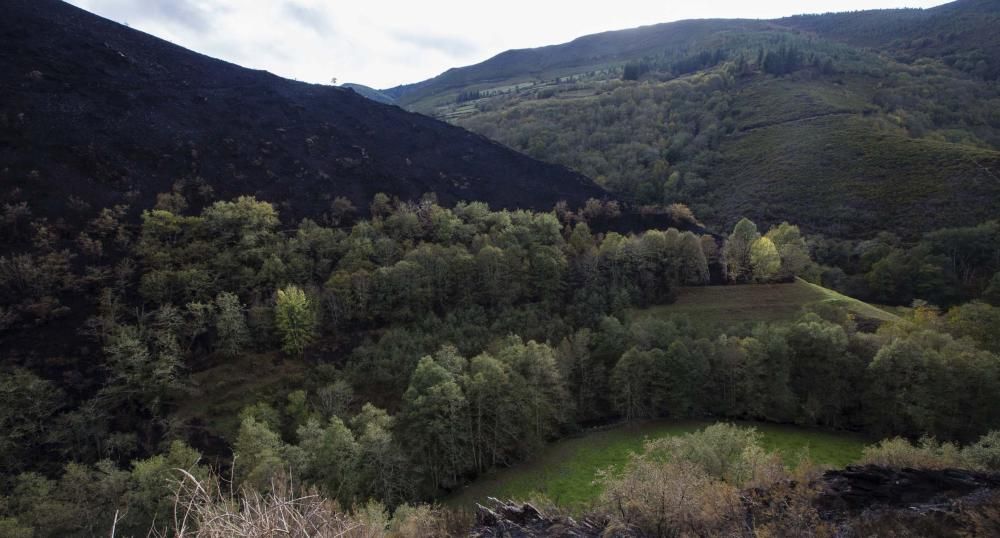 Desolación en el suroccidente asturiano tras los incendios