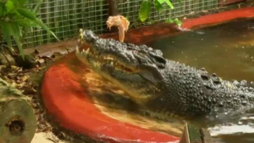 El cocodrilo más grande del mundo cumple 112 años