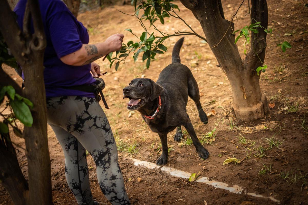 Una guardería para mascotas en Tenerife Una guardería para mascotas en Tenerife