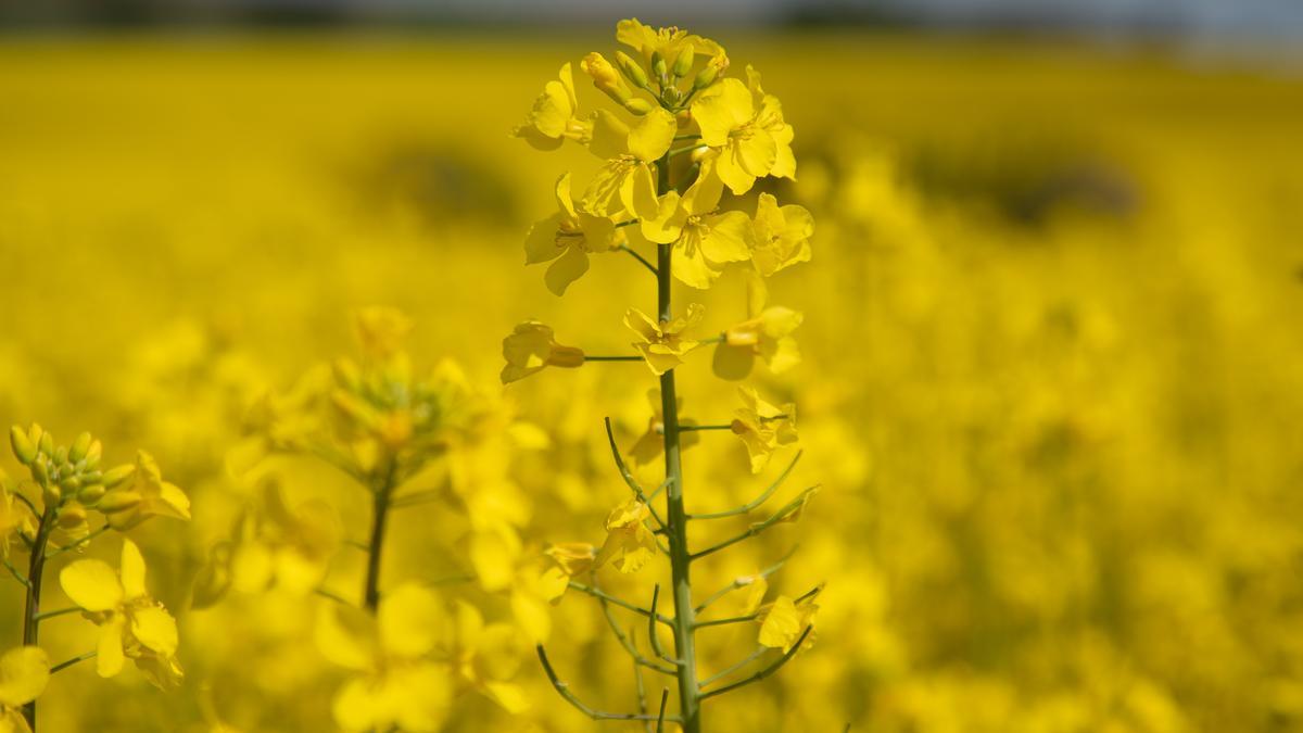 GALERÍA | La primavera tiñe de amarillo los campos de Zamora