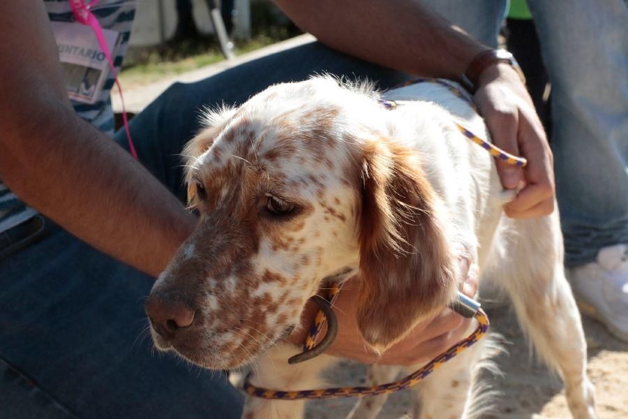 Concurso de perros en La Aldehuela