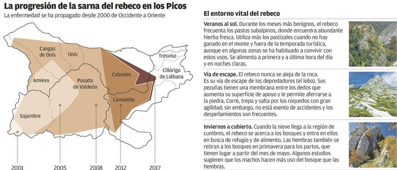 La sarna del rebeco detiene su avance en los Picos por primera vez desde 2000