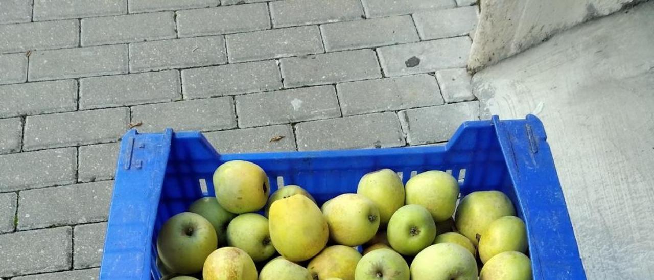 El Perelló, la fruta de la Vall d&#039;Ebo que madura abrigada con mantas