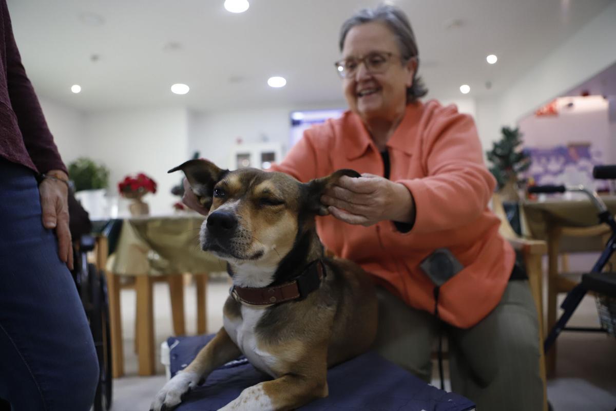 Frida, la perra de terapia asistida en una residencia de Zaragoza