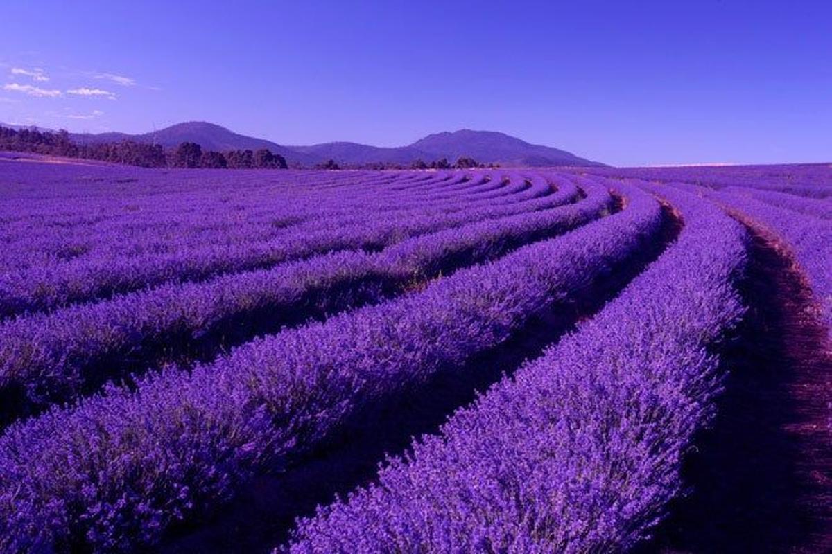 Campos de lavanda en Tasmania.