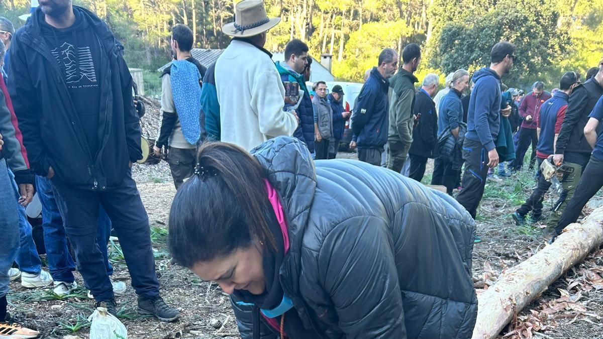 Las imágenes de la tala del Pi de Sant Antoni del Port de Pollença