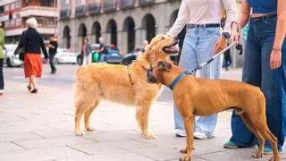 Juan Manuel Liquindoli, educador canino: “Cuando tu perro te mira durante el paseo, está comprobando si la situación es segura”
