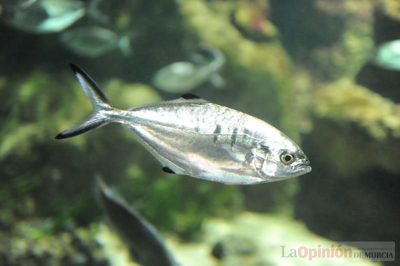 El acuario de la UMU albergará las especies emblemáticas del Mar Menor