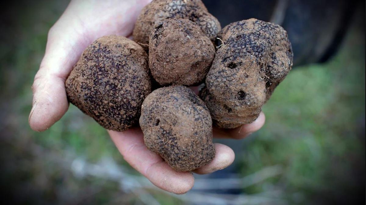 Un grapat de tòfones acabades de collir