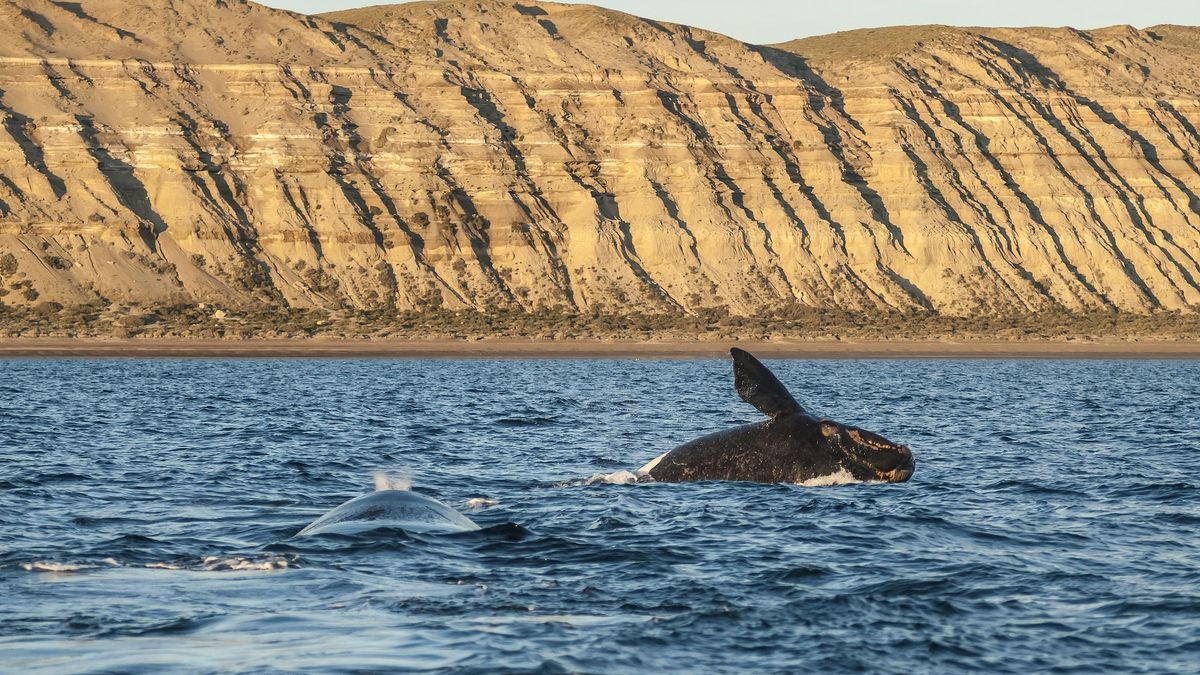 El mejor lugar del mundo para avistar mamíferos marinos