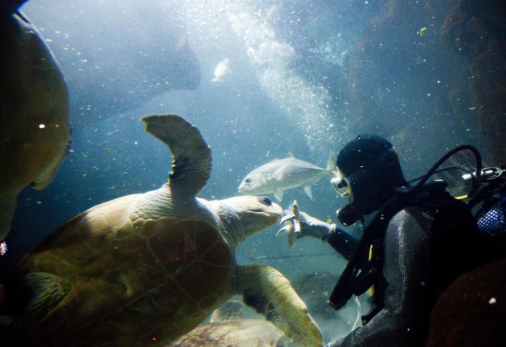 Una década bajo el mar