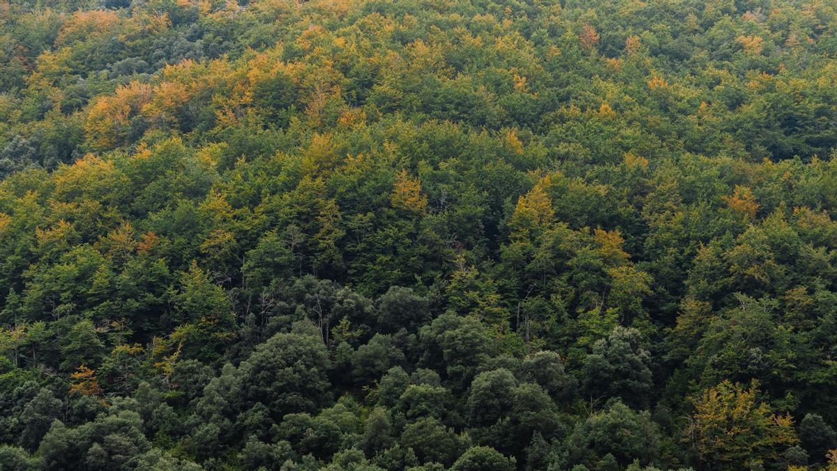 Bosc mediterrani al Montseny, on un estudi de l’IDAEA-CSIC i el CREAF ha detectat emissions de toluè durant episodis de calor i sequera