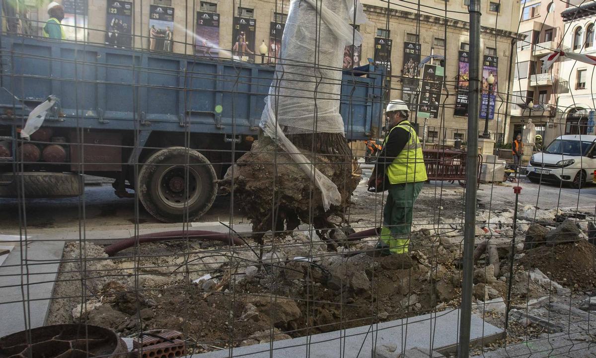 Un detalle del cepellón de una de las melias retiradas este jueves