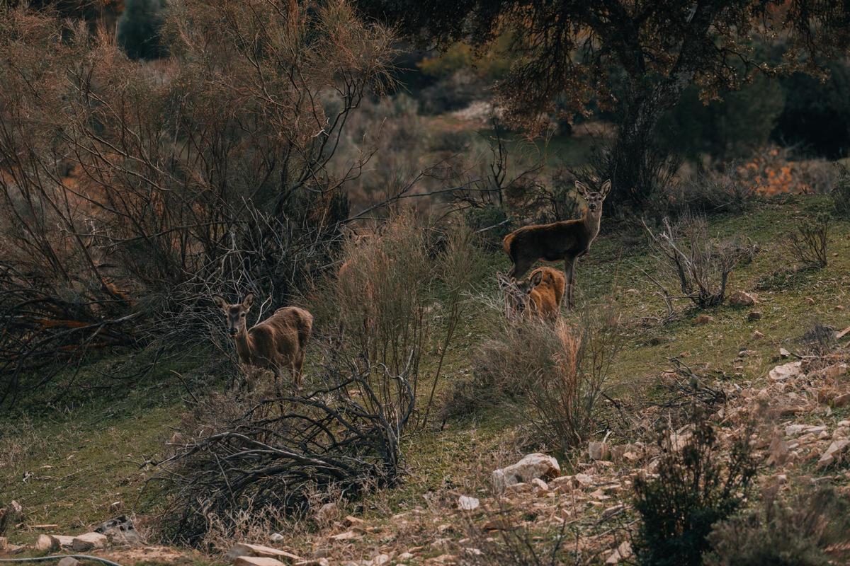 Fauna salvaje en la finca de El Cabril.