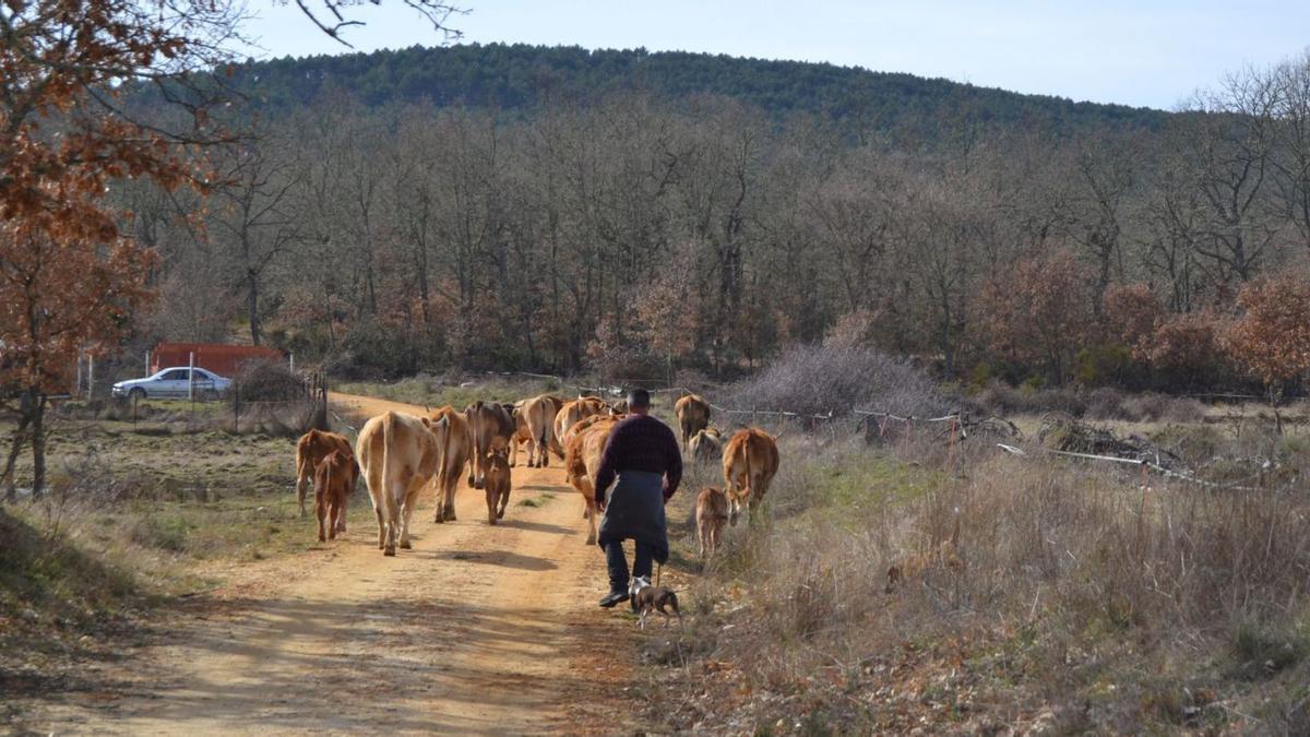 Un ganadero camina tras las vacas en un pueblo de Sanabria. | Archivo