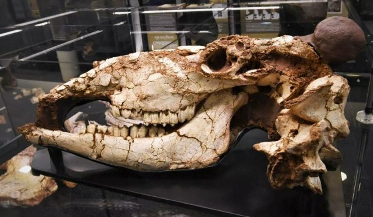 Castelldefels exposa el crani d’un gran ‘bou’ prehistòric Castelldefels exposa el crani d’un gran ‘bou’ prehistòric