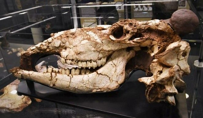 El cráneo de uro expuesto en el Espai Prehistòria de Castelldefels.
