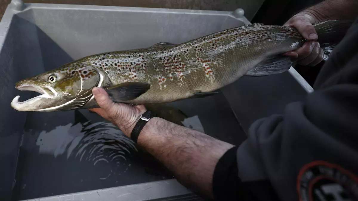 Primer paso para declarar el salmón como especie amenazada y prohibir su pesca en España