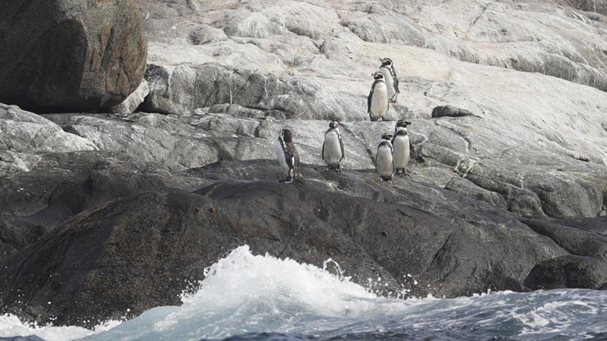 Varios ejemplares de pingüino de Hombolt.