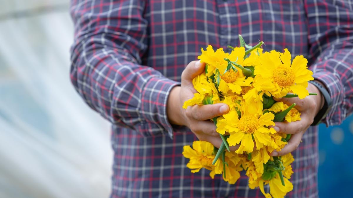 Plantas para el otoño | Caléndula