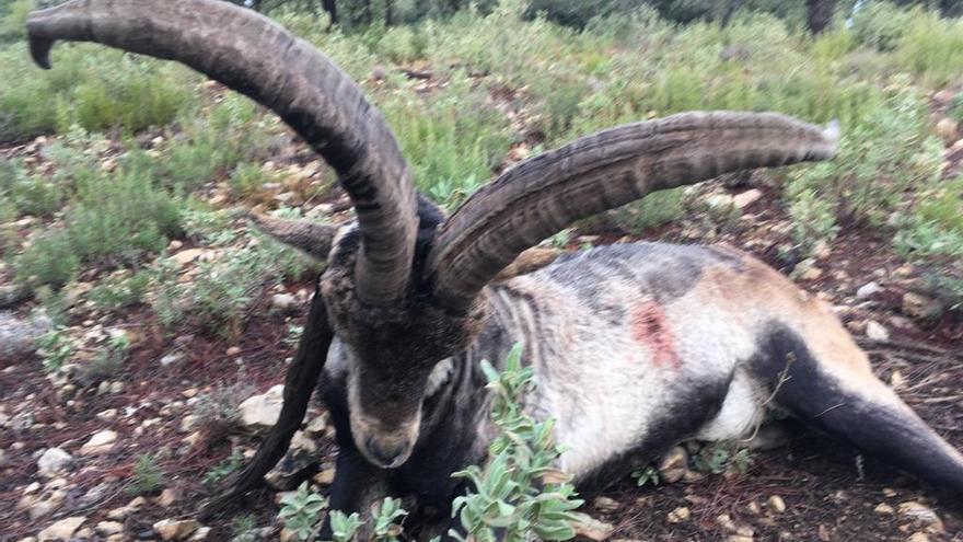 Imagen de una cabra afectada por sarna en Els Ports, donde la enfermedad ya ha acabado con la mitad de ejemplares.