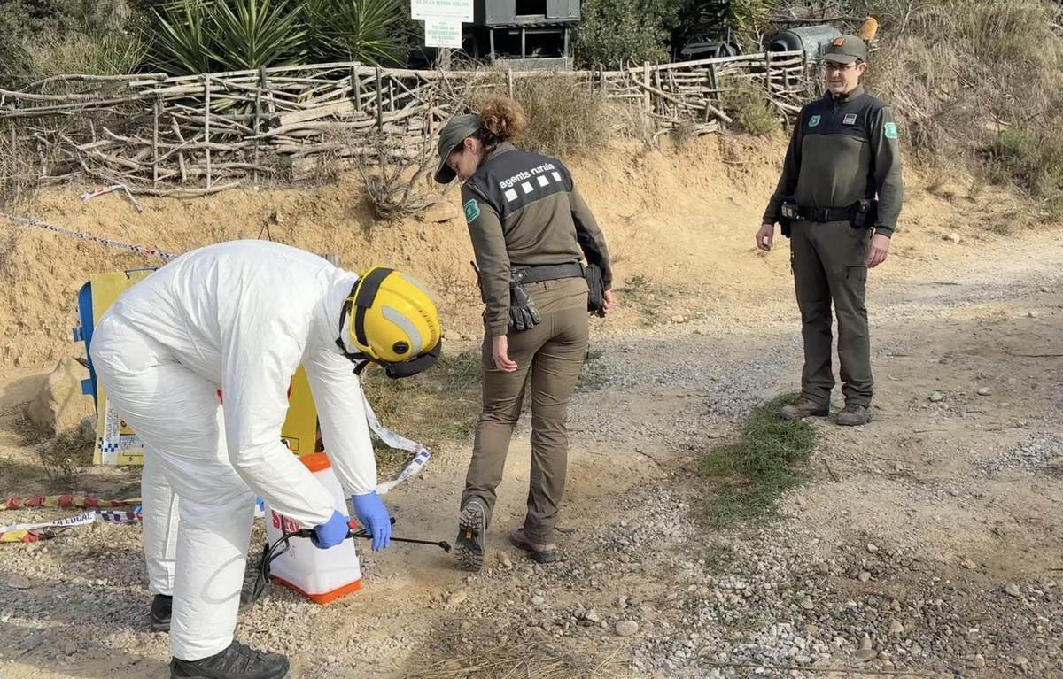 Tasques de desinfecció de soles de sabates a la sortida d’un camí on treballen els Agents Rurals per controlar la pesta porcina.