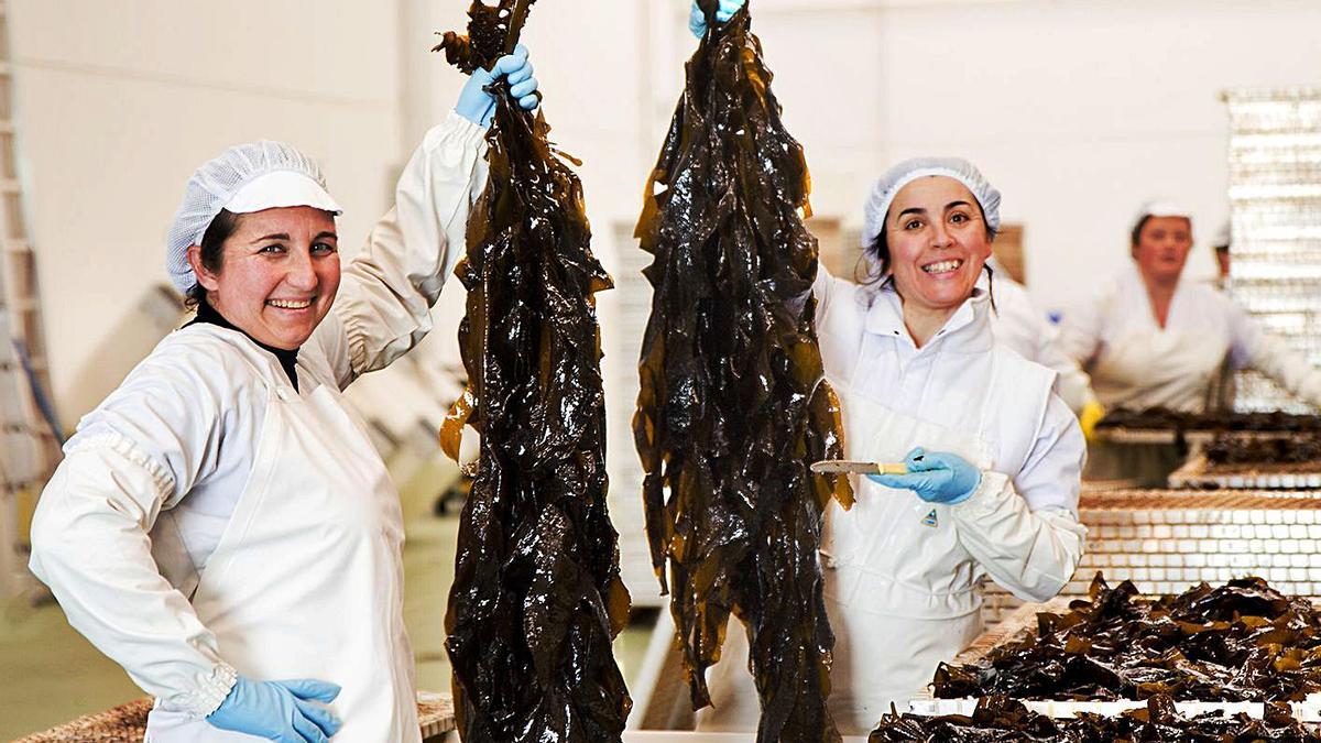 Dos trabajadoras de Algamar muestran algas wakame.   | // ANTONIO VIDAL