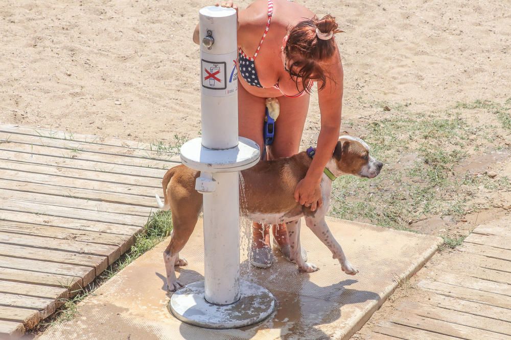 Los bañistas aseguran que no están en contra de la medida pero reclaman que se zonifique la playa para usuarios con perros y sin perros