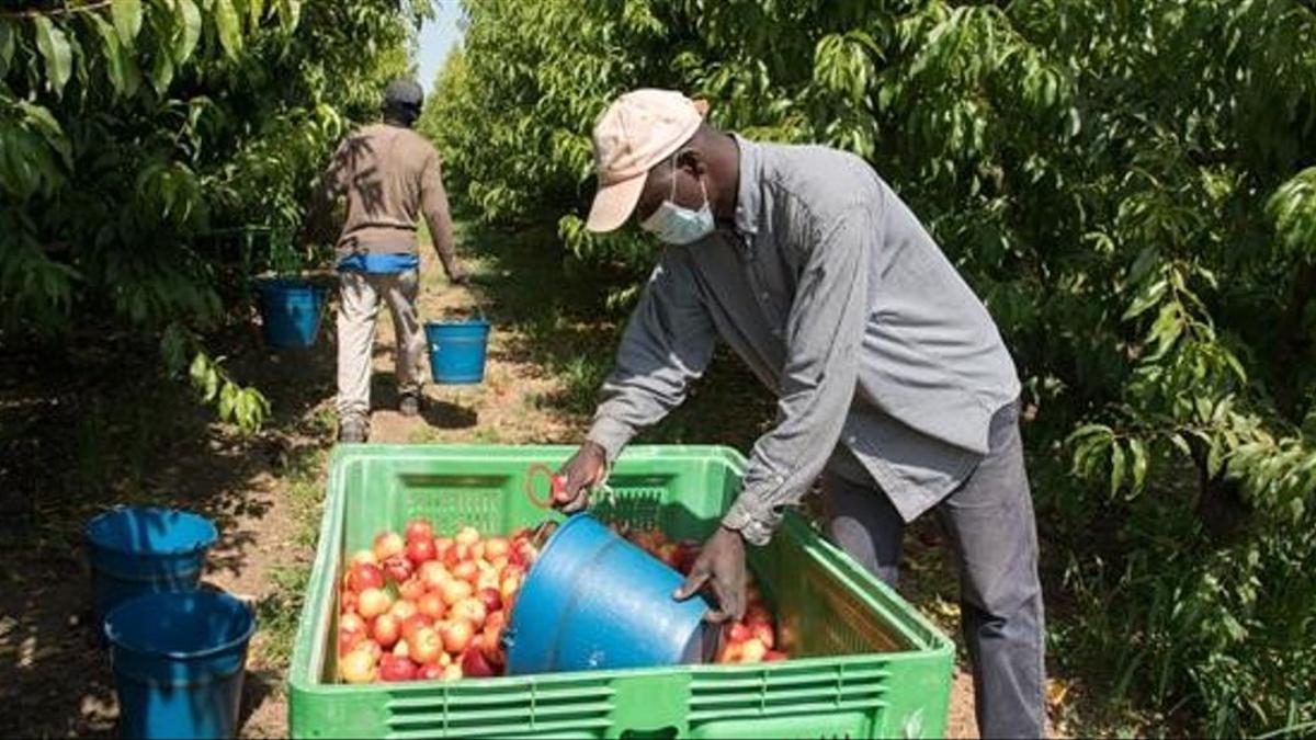 Los temporeros, uno de los sectores laborales más vulnerables.