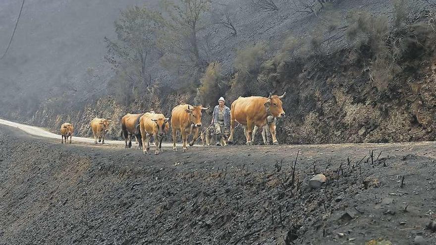 Un ganadero en una aldea ourensana devorada por las llamas el pasado mes de octubre. // Vicent West