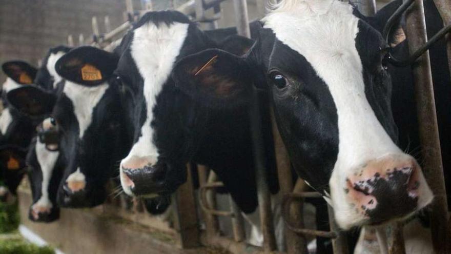 Vacas en una explotación láctea gallega.