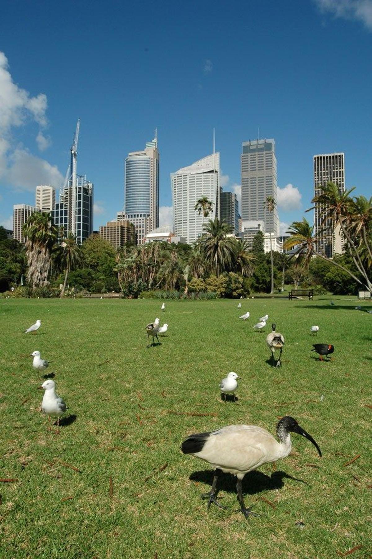 El Jardín Botánico de Sídney, un paseo imprescindible entre más de 4.500 árboles de diferentes ecosistemas donde conviven zorros voladores, cacatúas y aves acuáticas a los mismos pies del asfalto.