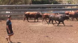 Buscan a un toro que se escapó de una ganadería de Castellón tras un robo