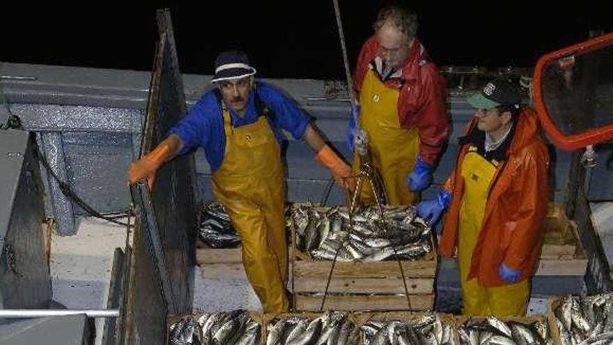 Descargas de jurel en el puerto de A Coruña. / juan varela