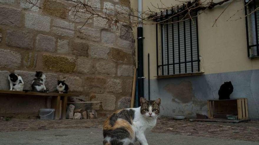Gatos de la colonia felina ubicada en el Portillo de la Lealtad.