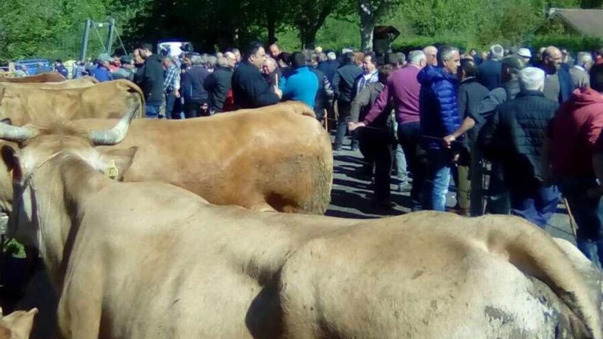 Vacas en el recinto ferial de Santillán, en Amieva, ayer.