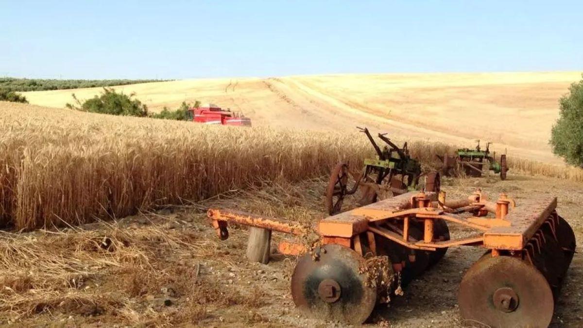 Tareas de recolección del trigo en una finca de la provincia, en una imagen de archivo.