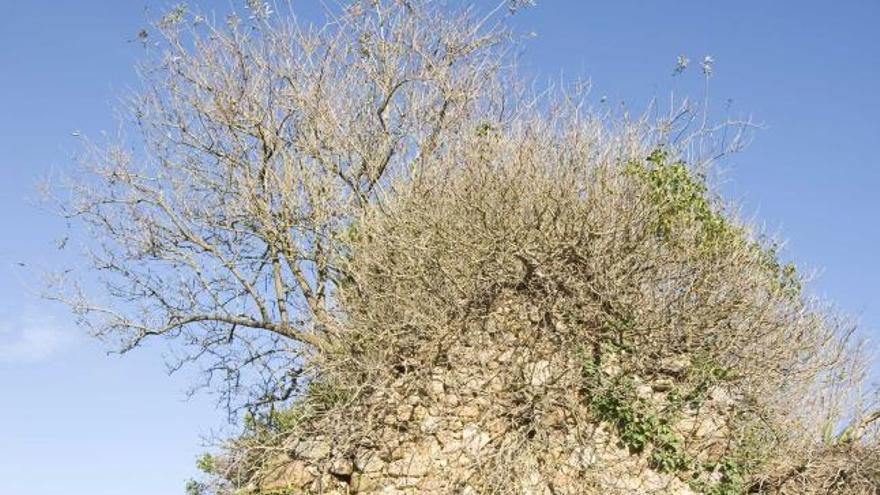 Miguel Ángel Somoano, ante una de las ruinas de Sardéu.