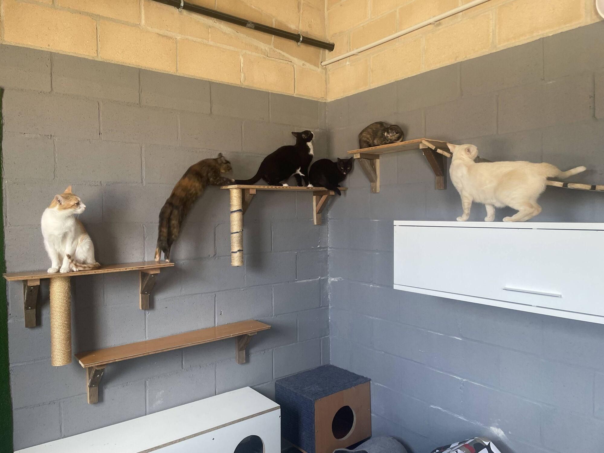 Visita a las instalaciones del nuevo Centro de Protección Animal