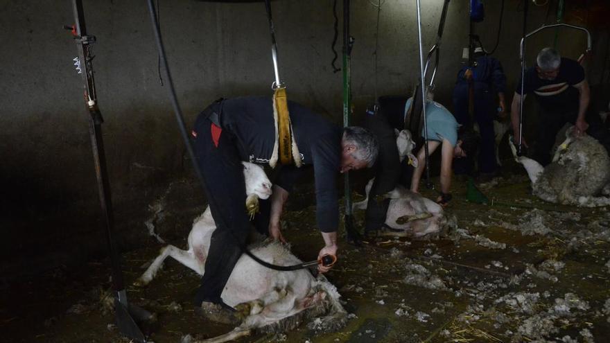 Esquilar les ovelles per a no-res: "A la llana li falta la indústria"