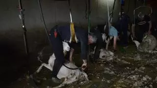 Esquilar les ovelles per a no-res: "A la llana li falta la indústria"