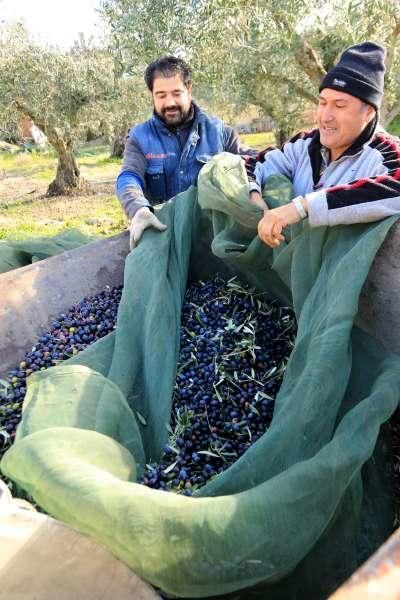 Recogida de aceituna en Fermoselle