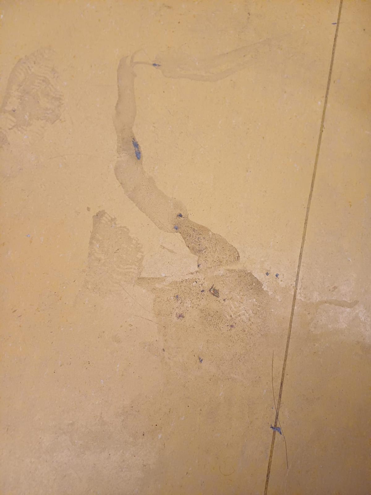 La Asociación de Madres y Padres (AMPA) del CPI Val de la Atalaya, en Zaragoza, ha denunciado esta semana la «grave situación de limpieza»