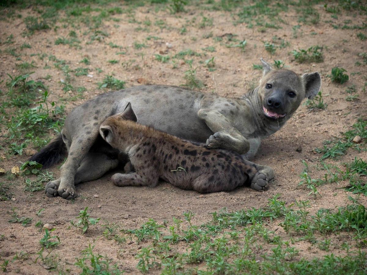 Hiena dando de mamar en el Parque Kruger