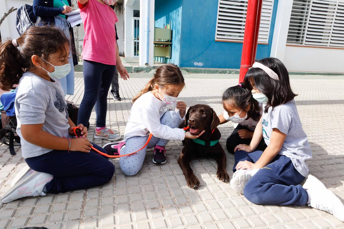 Nica, una nueva terapeuta de cuatro patas para los colegios de Ibiza y Formentera