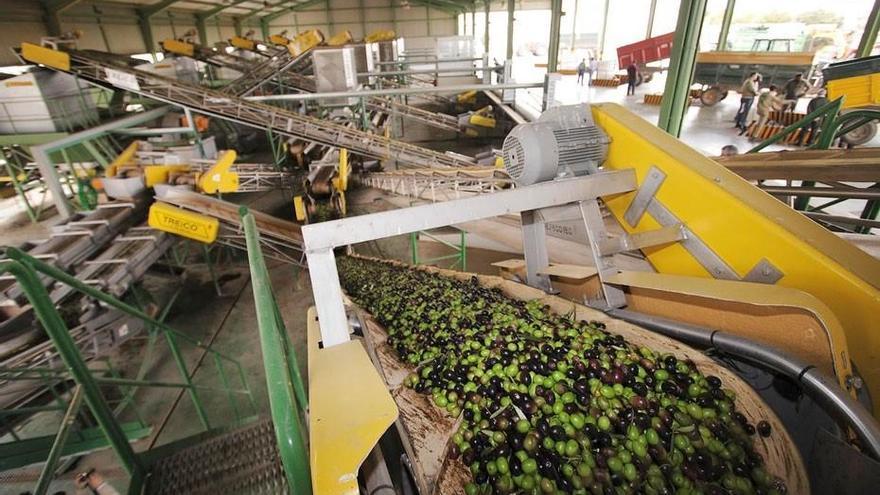 Una almazara en pleno proceso de producción del aceite de oliva.